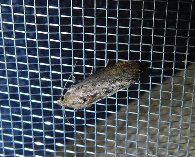 Galleria mellonella - nagy viaszmoly