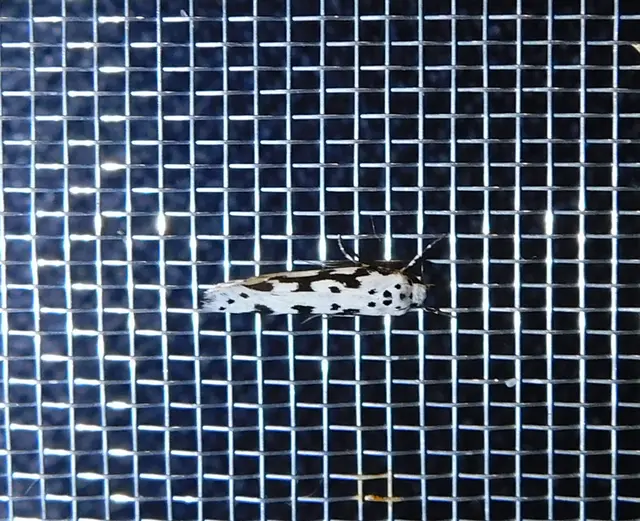 Ethmia