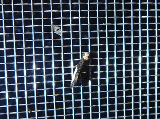 Monopis monachella - apácamoly