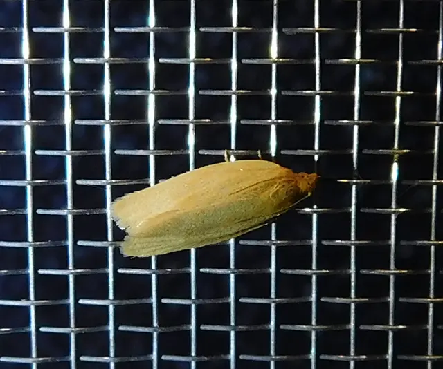 Aphelia paleana - sápadt sodrómoly