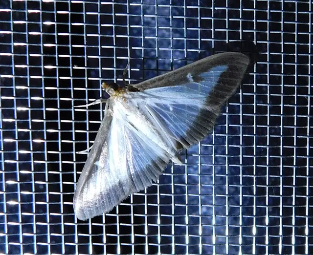 Cydalima perspectalis - puszpáng-tűzmoly