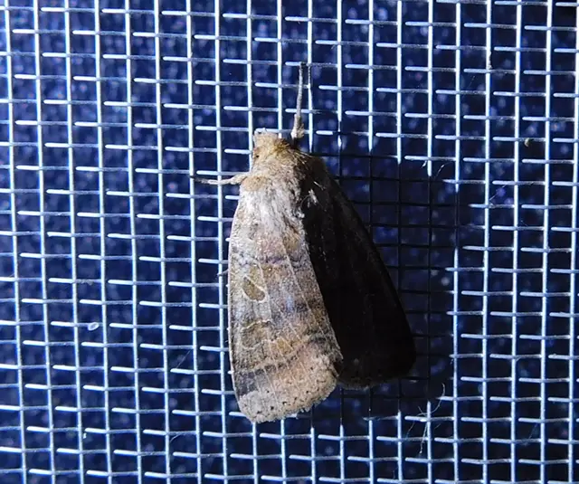 Anchoscelis nitida - rozsdabarna őszibagoly