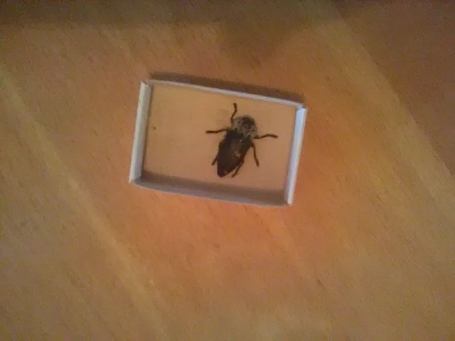 Capnodis tenebrionis - kökény-tükrösdíszbogár