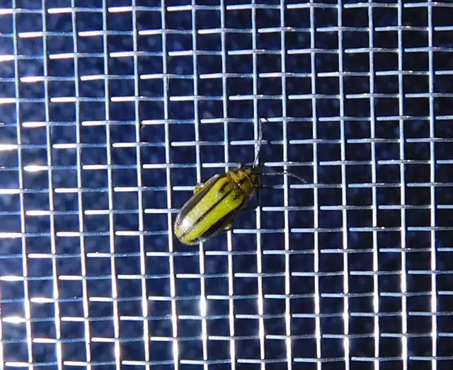 Xanthogalerucella luteola - szilfa-olajosbogár