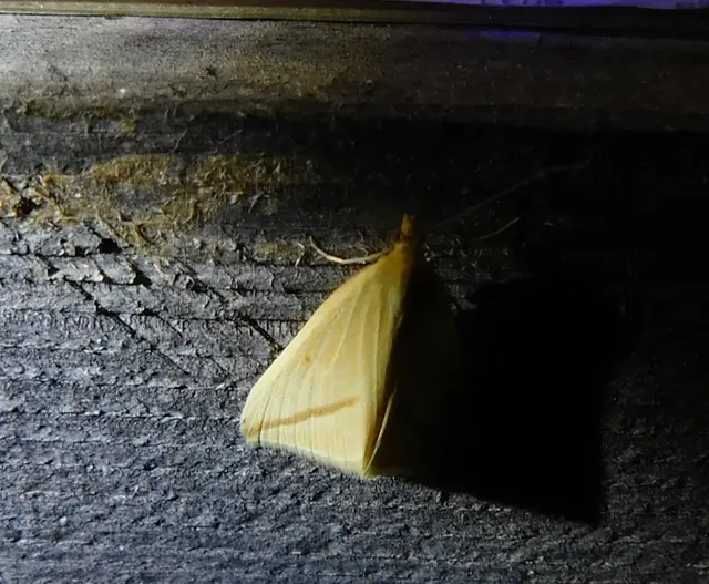 Rhodometra sacraria - rózsacsíkos araszoló