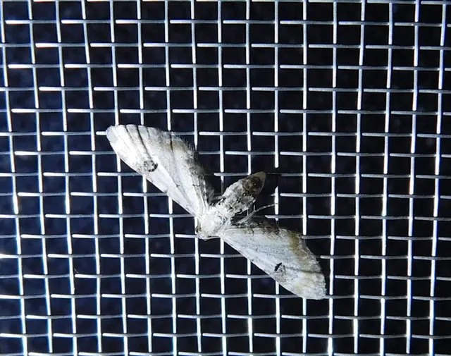 Eupithecia centaureata - búzavirág-törpearaszoló