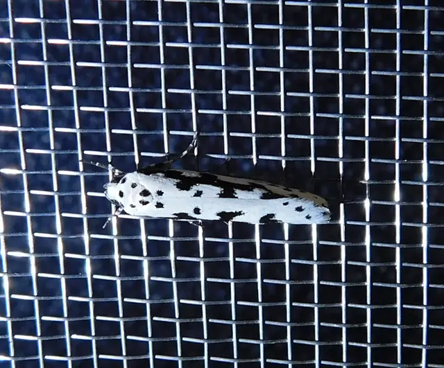 Ethmia