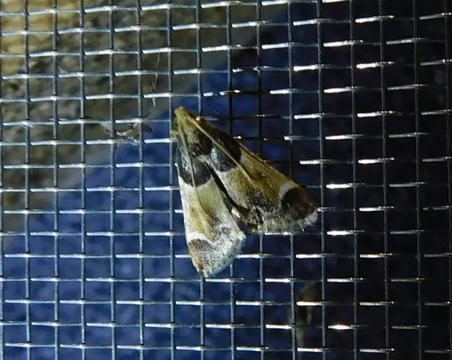 Pyralis farinalis - lisztilonca