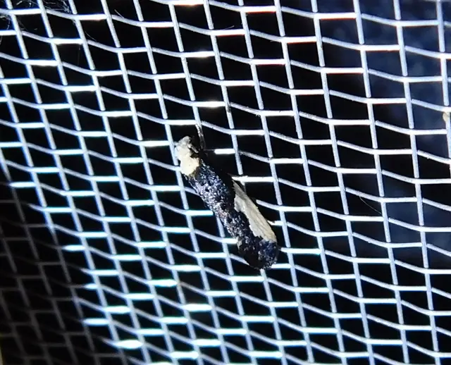 Monopis monachella - apácamoly