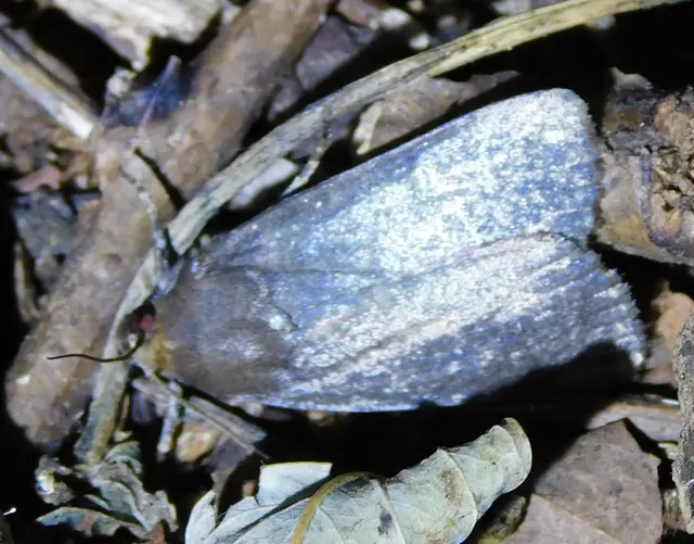 Amphipyra livida - zsírfényű bagoly