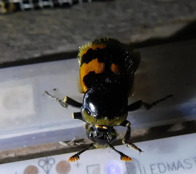 Nicrophorus vespillo - közönséges temetőbogár