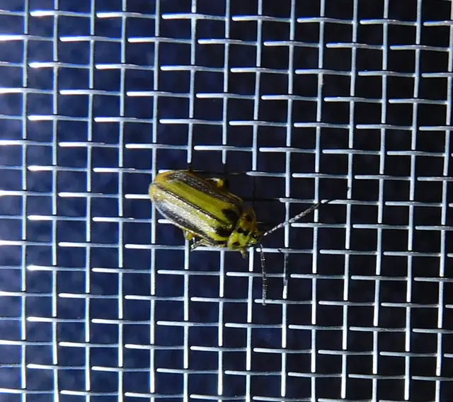 Xanthogalerucella luteola - szilfa-olajosbogár