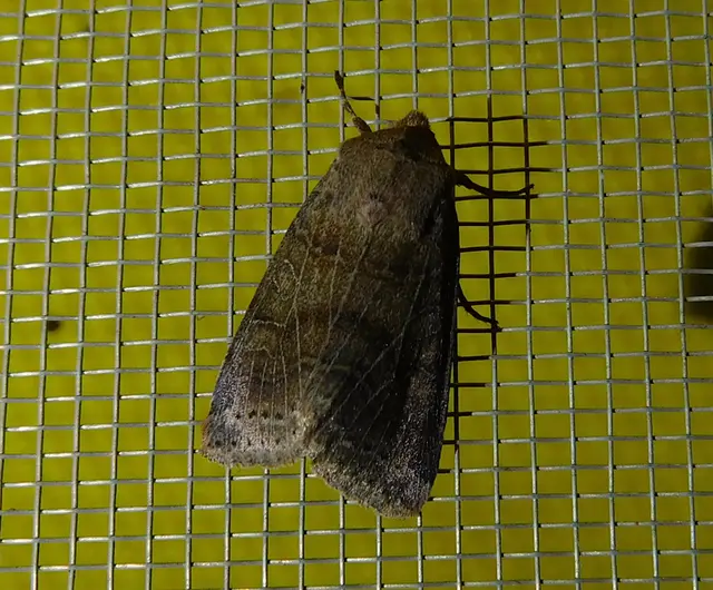 Anchoscelis nitida - rozsdabarna őszibagoly