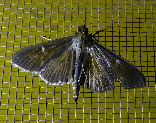 Cydalima perspectalis - puszpáng-tűzmoly
