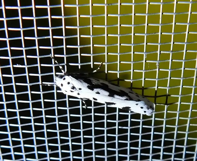 Ethmia