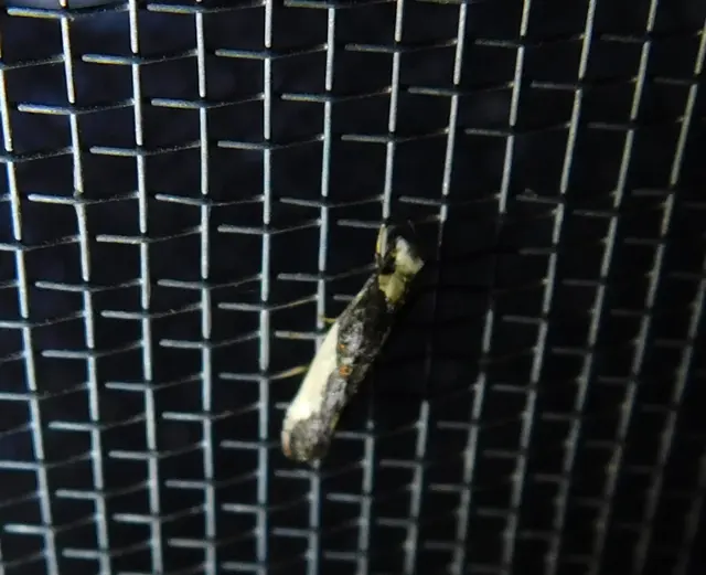 Monopis monachella - apácamoly