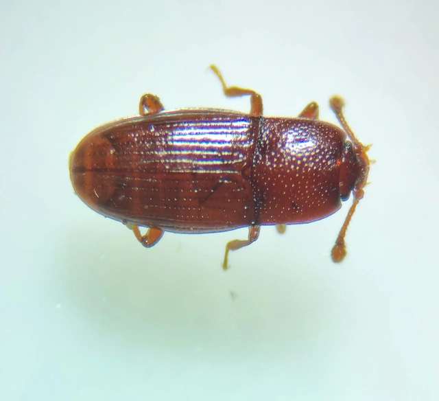 Cerylonidae - kéregbogárfélék Cerylonidae - kéregbogárfélék