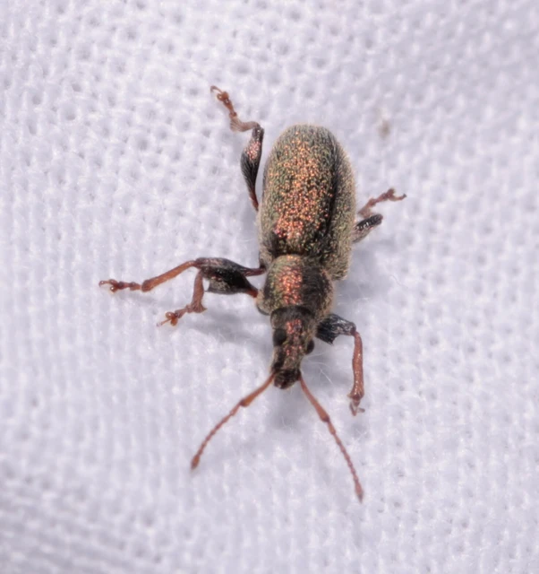 Phyllobius betulinus - változékony levélormányos