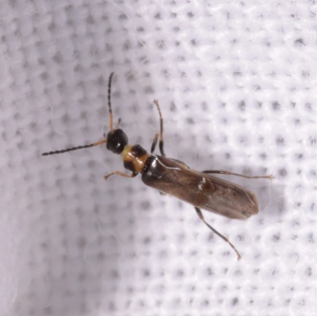 Malthodes dimidiaticollis - foltosnyakú törpelágybogár