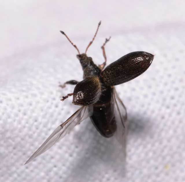 Phyllobius betulinus - változékony levélormányos