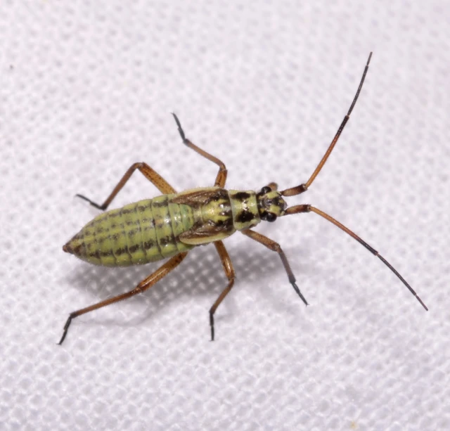 Leptopterna dolabrata - közönséges mezeipoloska