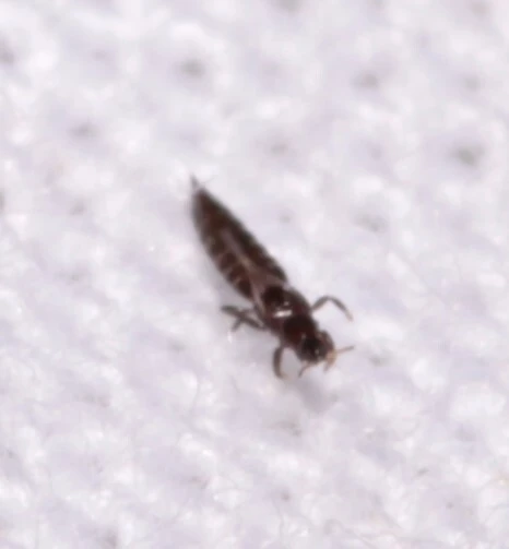 Thysanoptera - Tripszek