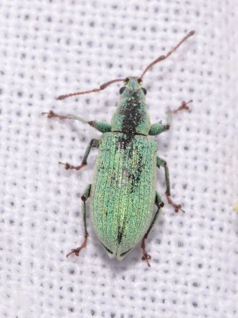 Phyllobius maculicornis - galagonya-levélormányos
