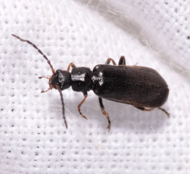 Rhagonycha elongata