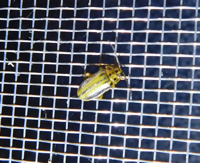 Xanthogalerucella luteola - szilfa-olajosbogár