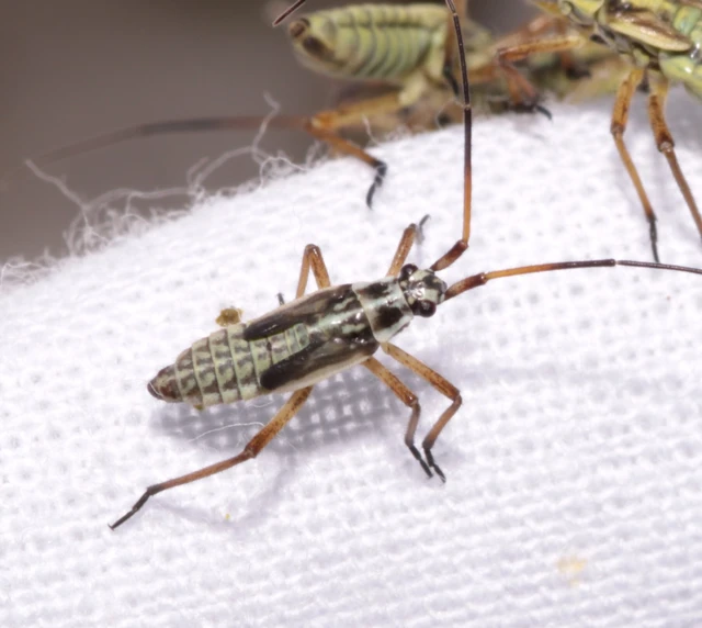 Leptopterna dolabrata - közönséges mezeipoloska