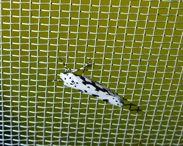 Ethmia
