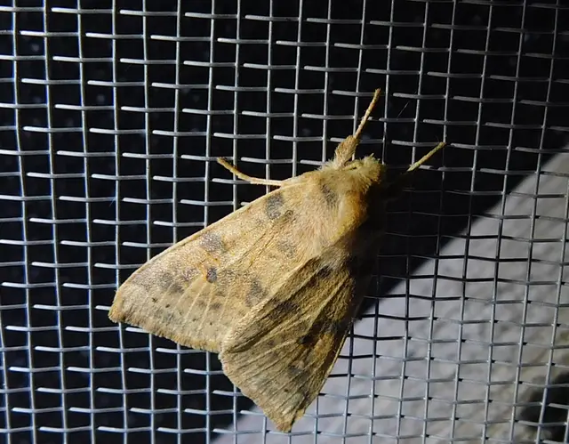 Cirrhia ocellaris - fakó sárgabagoly