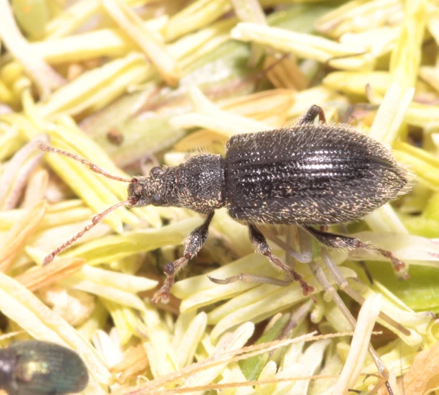 Phyllobius betulinus - változékony levélormányos