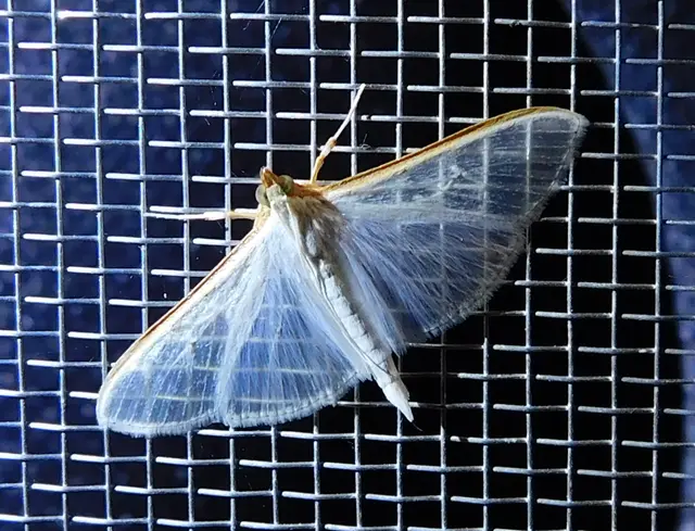 Palpita vitrealis - hófehér tűzmoly
