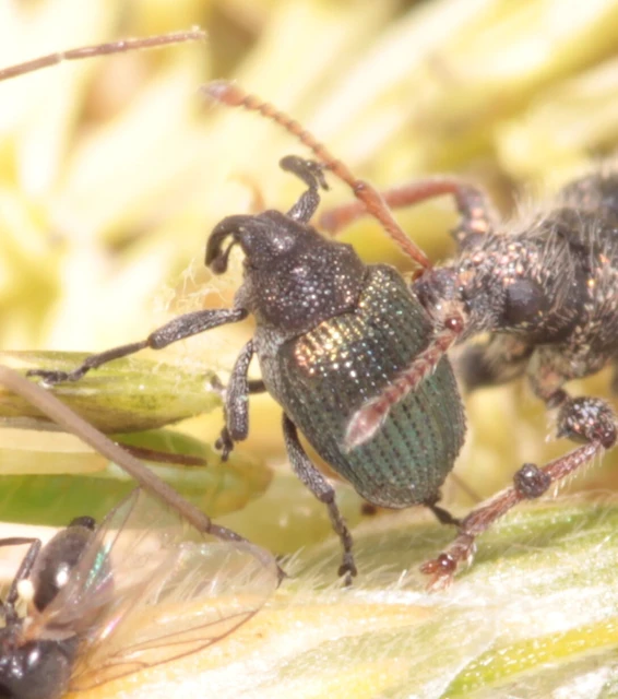 Ceutorhynchus erysimi - kis repcsény-ceutormányos