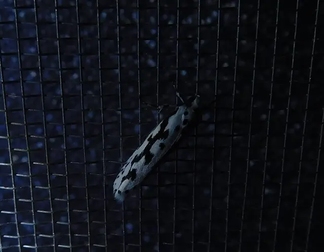 Ethmia