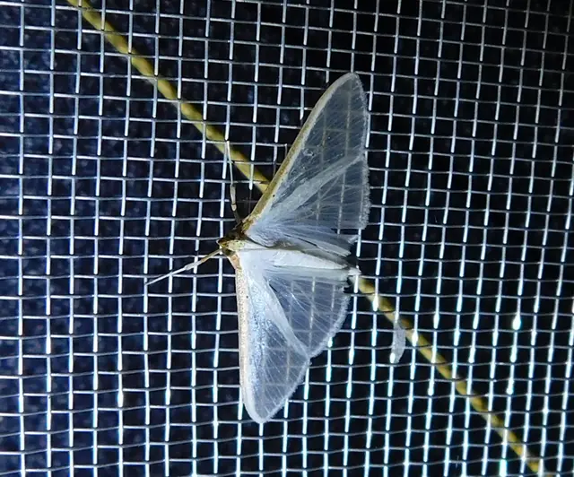 Palpita vitrealis - hófehér tűzmoly