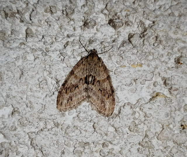 Trichopteryx polycommata - kőrisfa-lebenyesaraszoló