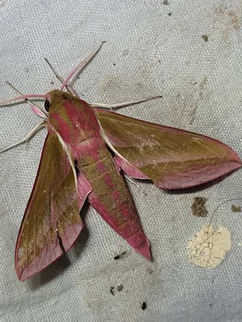 Deilephila elpenor - szőlőszender