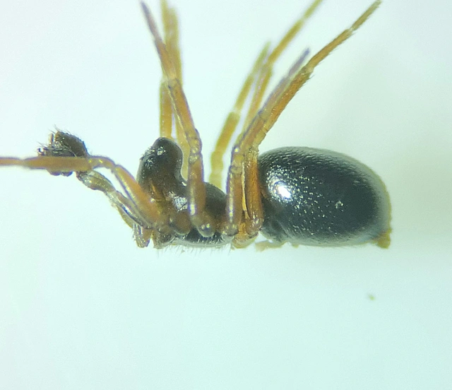Trichopterna cito