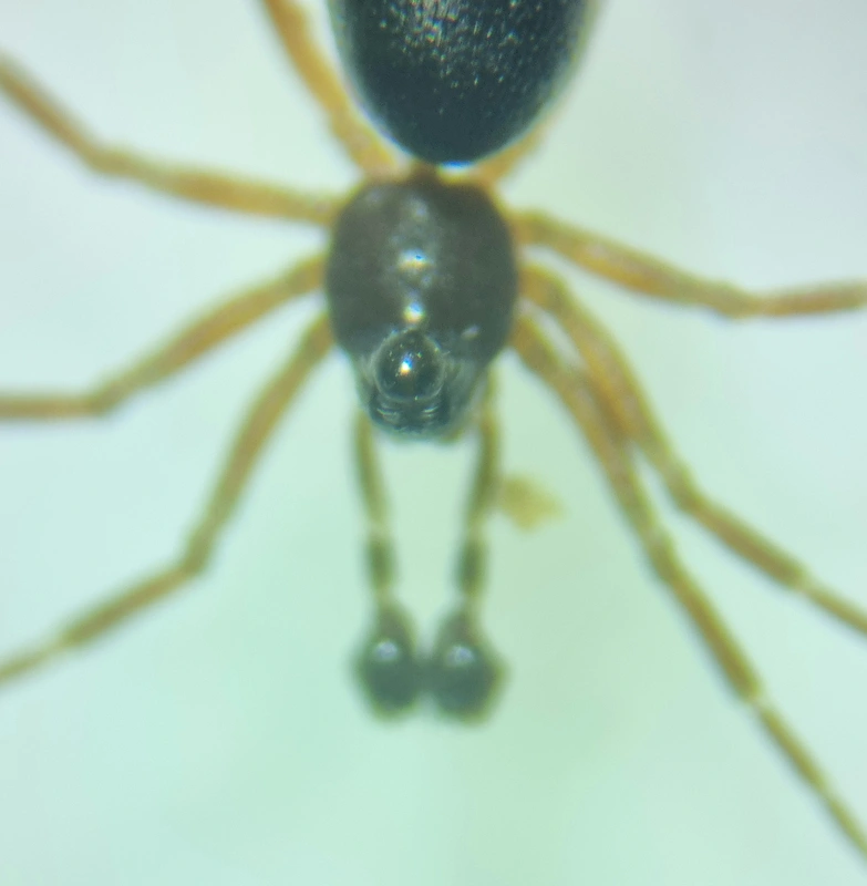 Trichopterna cito
