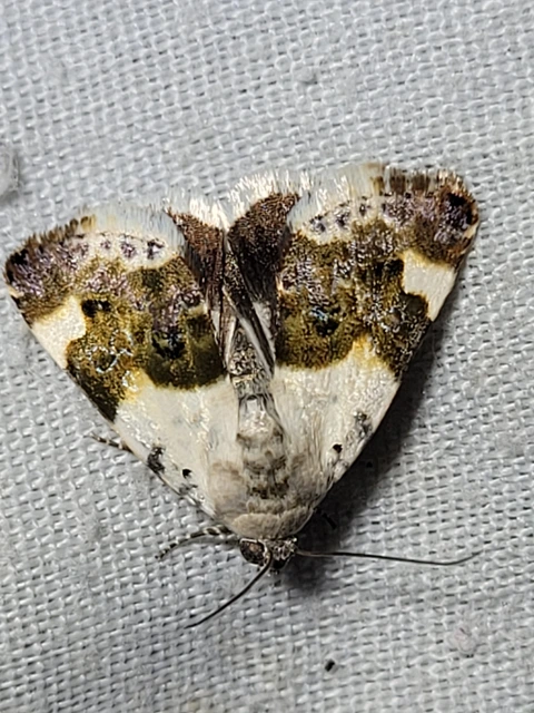 Acontia lucida - fehér nappalibagoly
