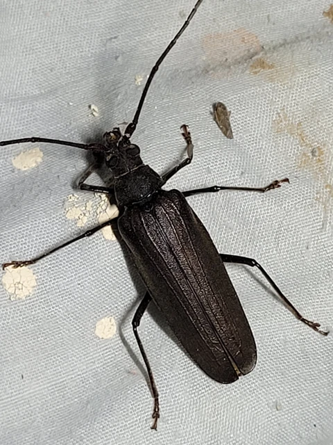 Aegosoma scabricorne - diófacincér