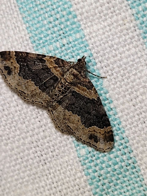 Xanthorhoe ferrugata - kerti tarkaaraszoló