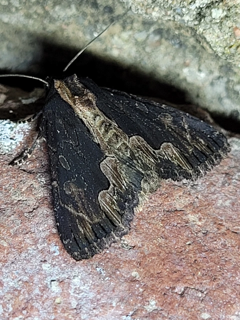 Dypterygia scabriuscula - szurokbarna nyáribagoly