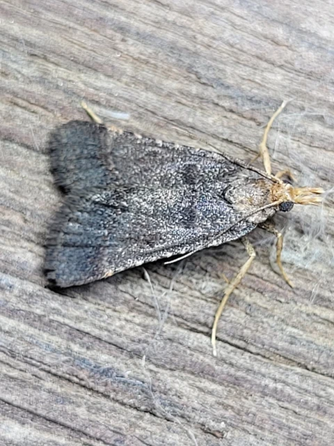 Stemmatophora brunnealis - barna fényilonca