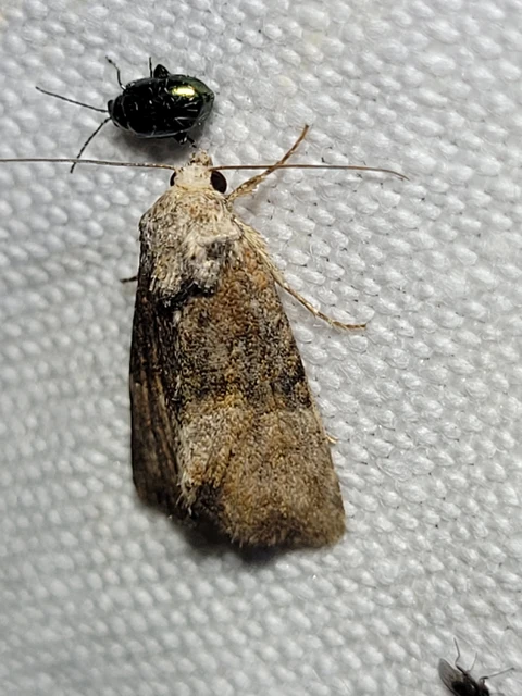 Mesoligia furuncula - kétszínű dudvabagoly