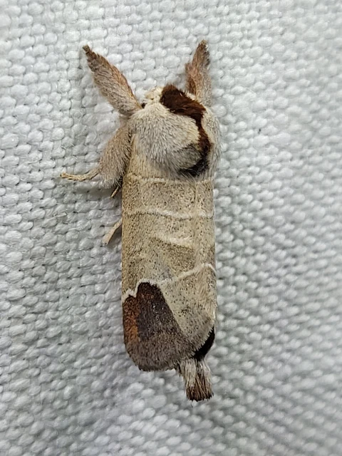 Clostera curtula - rövidszárnyú levélszövő