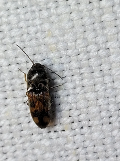 Drasterius bimaculatus - változékony pattanó