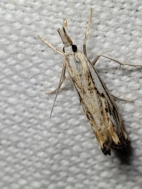 Catoptria falsella - hálós fűgyökérmoly